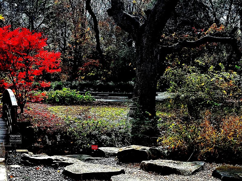 Fort Worth garden