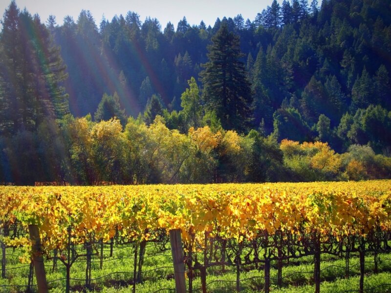 Korbel Vineyards Harvest