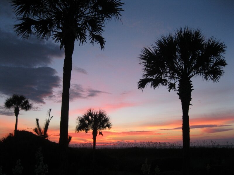Palm sunrise