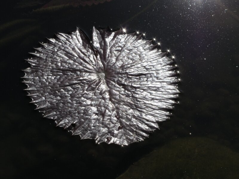 Gilded Lilypad