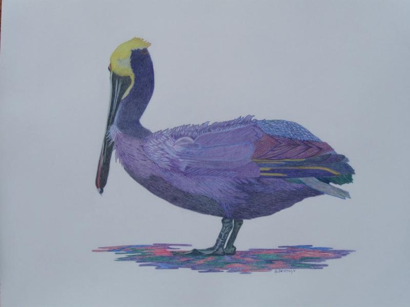 The Purple Pelican