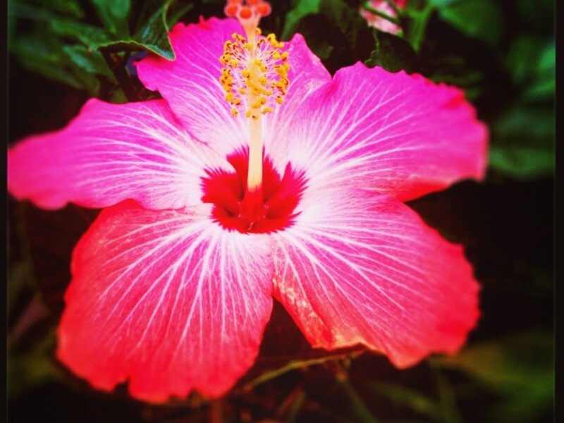 Red Hibiscus
