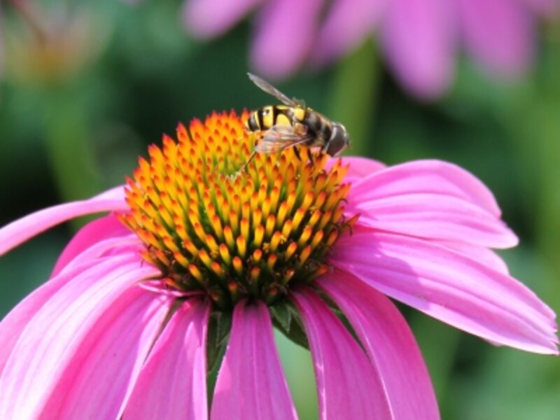 Irene's Bees