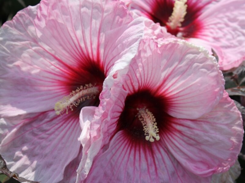 The Big Pink