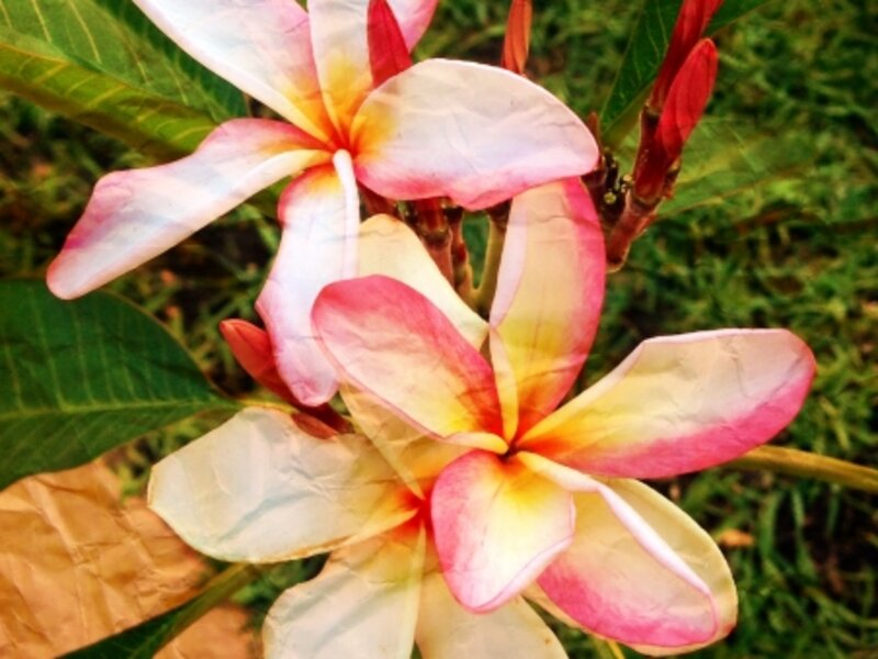 Leis in Bloom