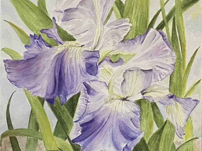 A purple iris from Lewis Ginter Botanical Garden