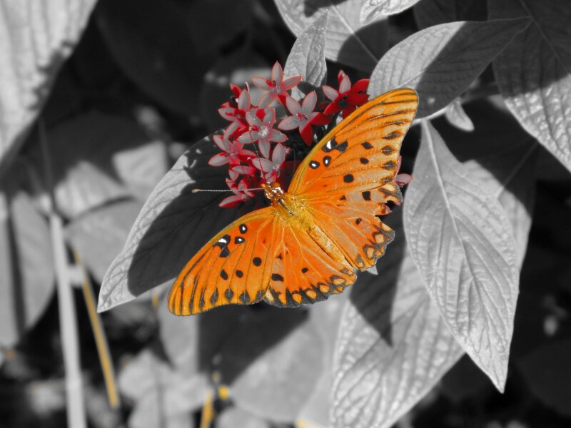 Selective Butterfly