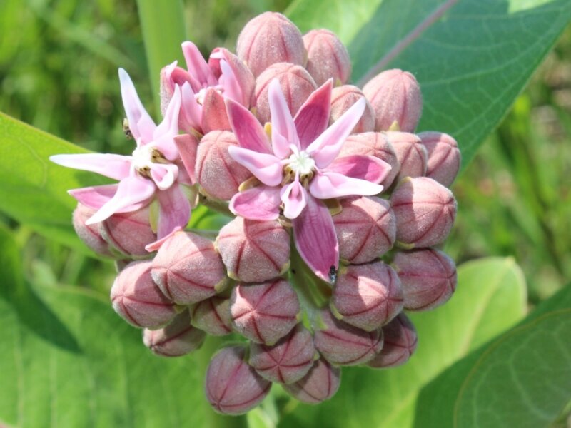 Colorado Wild Flower