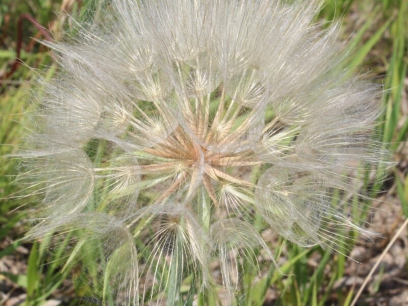 Seeds Ready for Flight