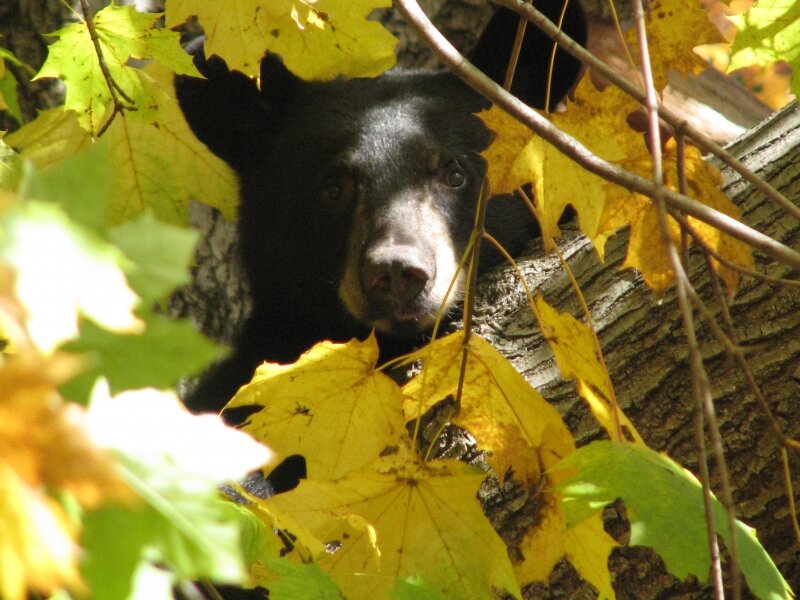 Autumn Bear
