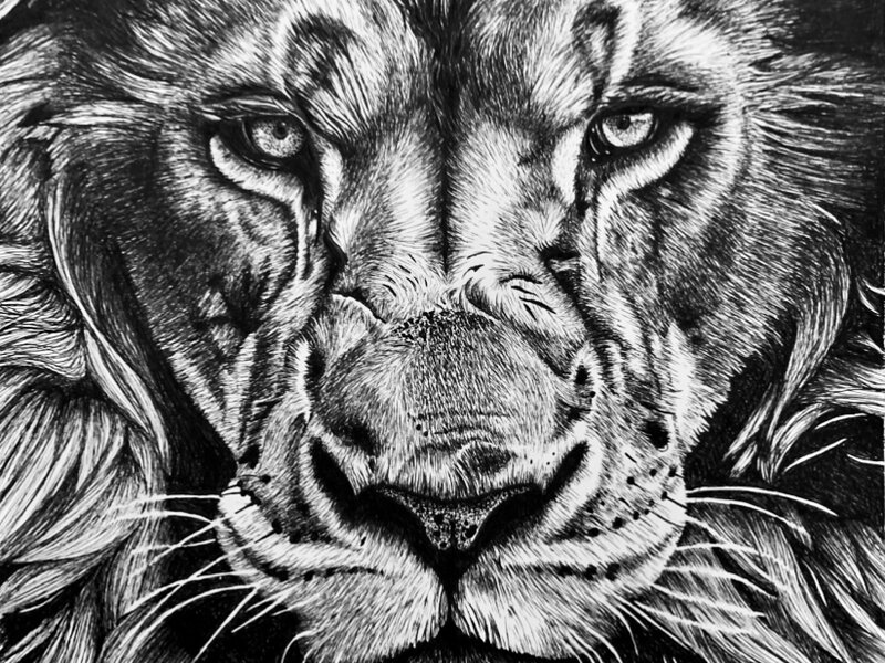 Lion Drawing