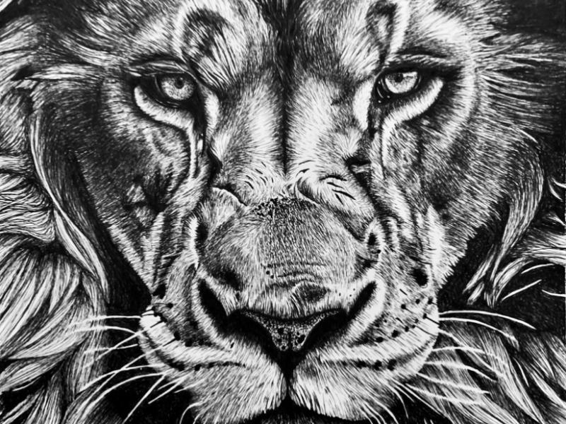 Lion Drawing