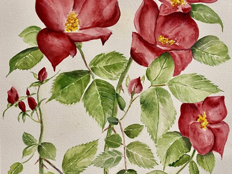 Red Roses