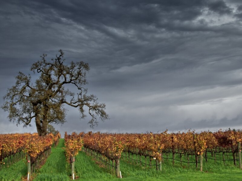 Winter Vineyard