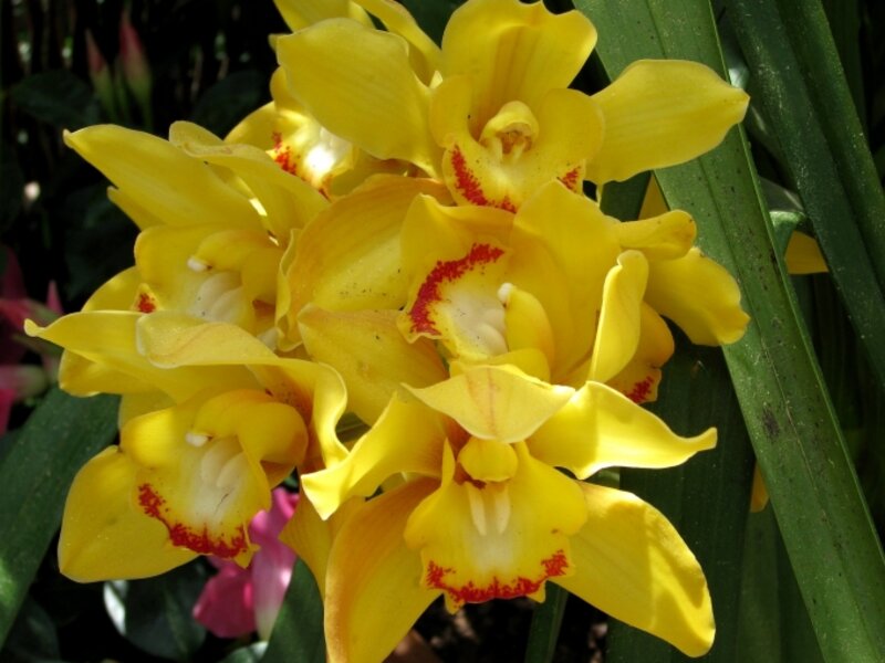 Yellow orchids