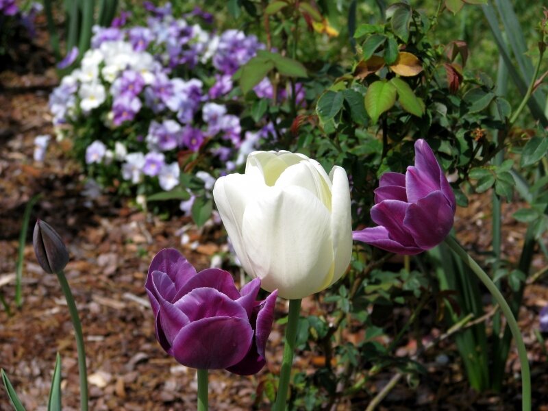 Tulips