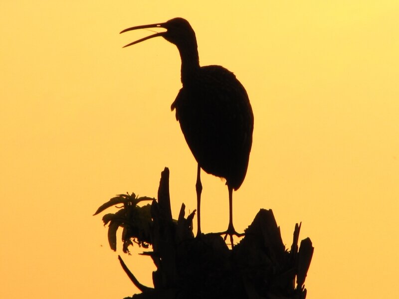 Mourning limpkin