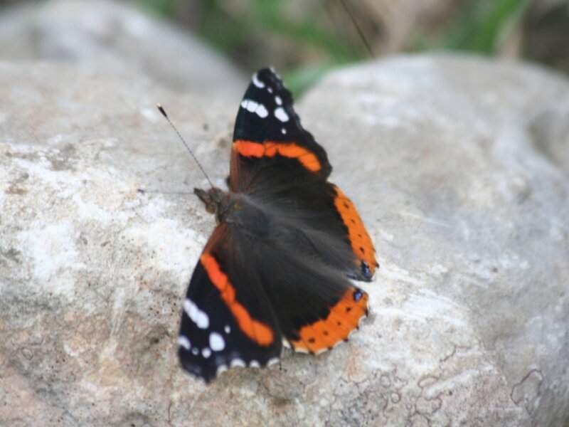 Red Admiral