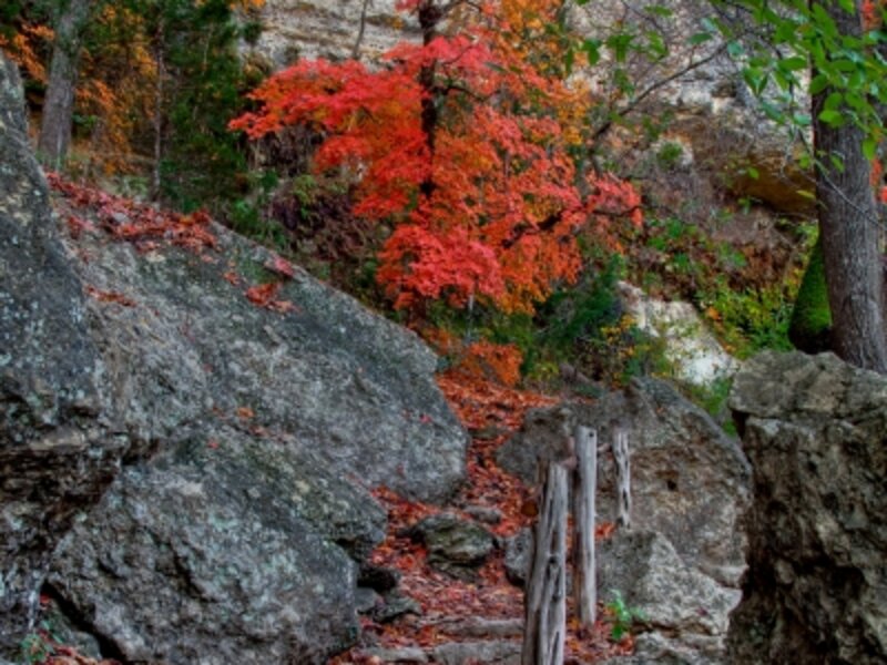 Lost Maples Color