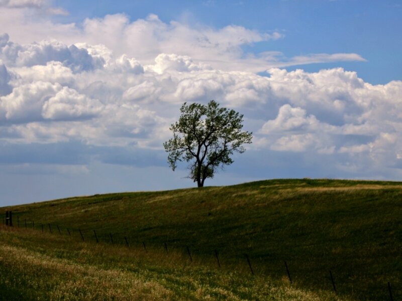 Prairie Tree