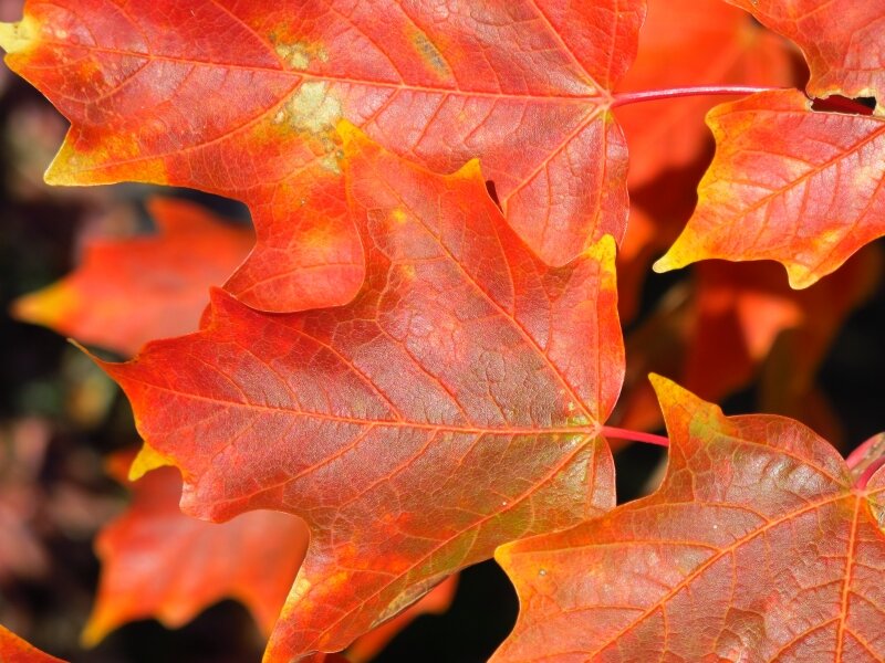 Orange You Glad It's October