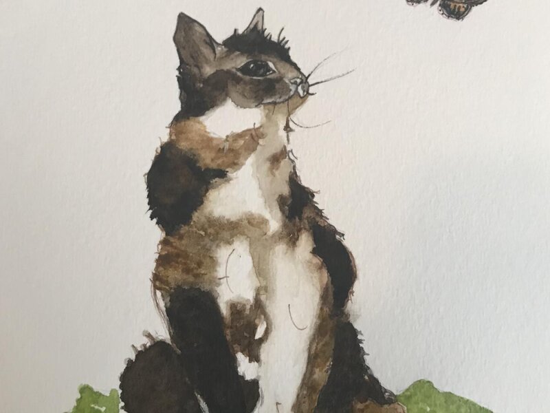 Cat and butterfly