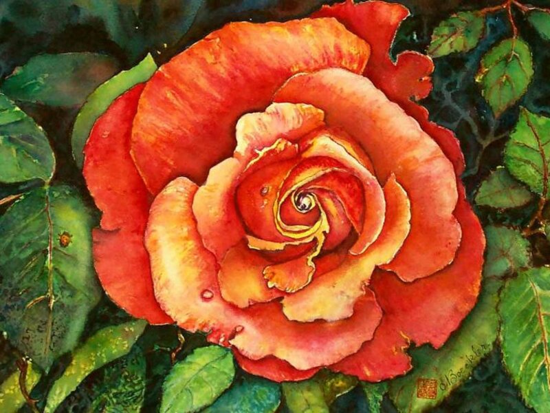 Imperial Rose