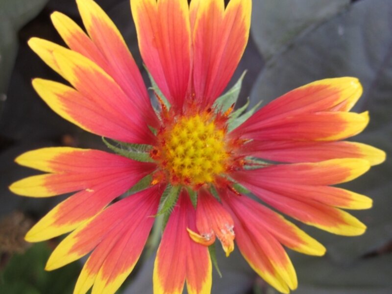 Indian Blanket