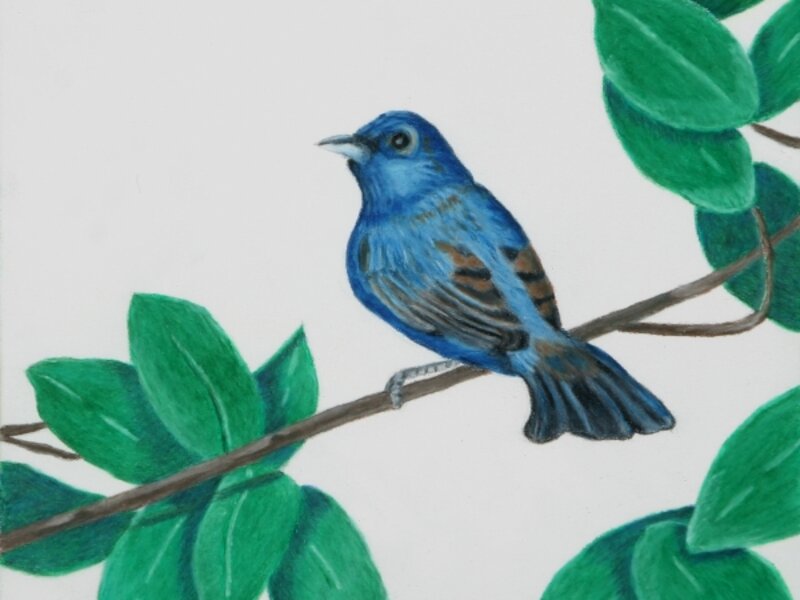 Indigo Bunting