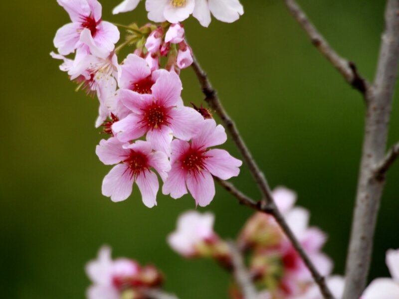 Japanese Cherry Blossoms