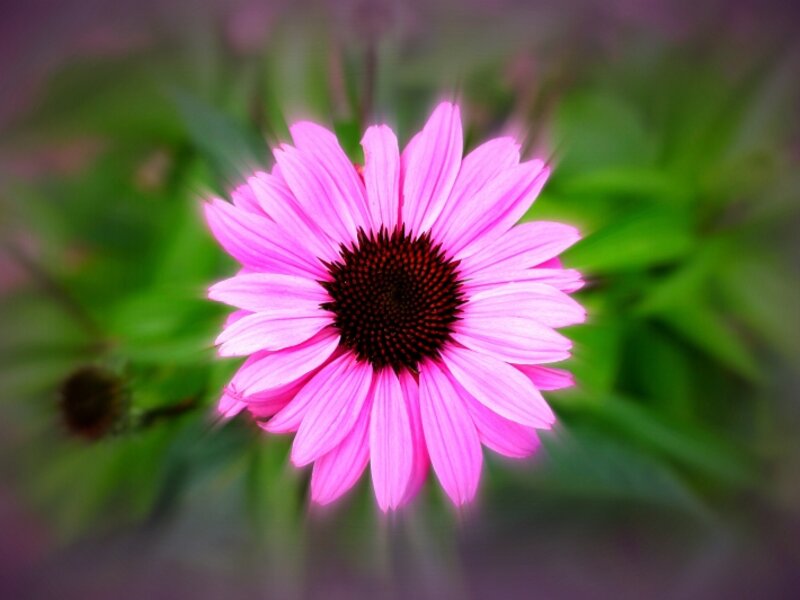 Coneflower