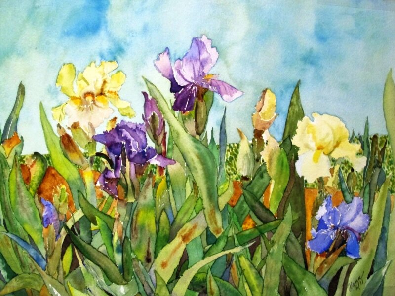 Iris Garden