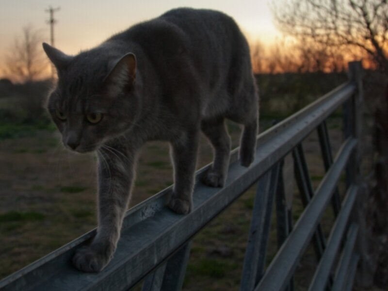 The Cats Walk