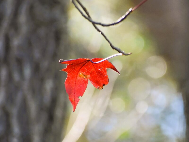 Last Leaf of Fall