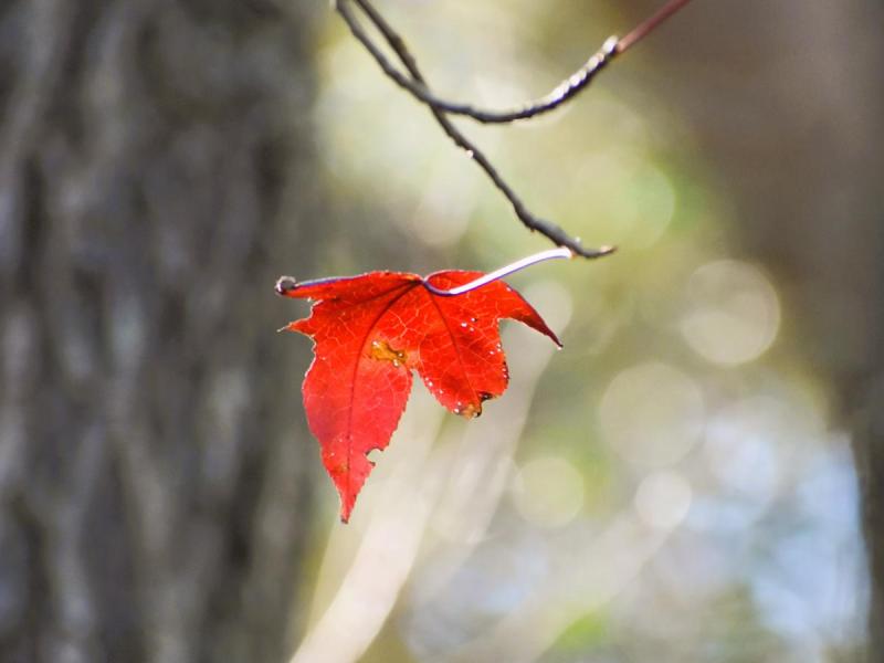 Last Leaf of Fall