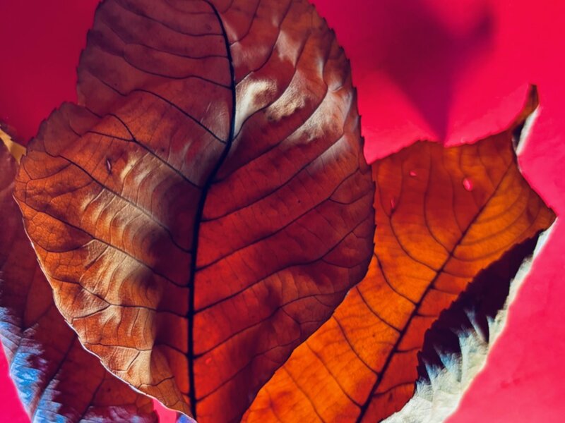 "Leaving" Photograph of autumn leaves, November 28, 2024.