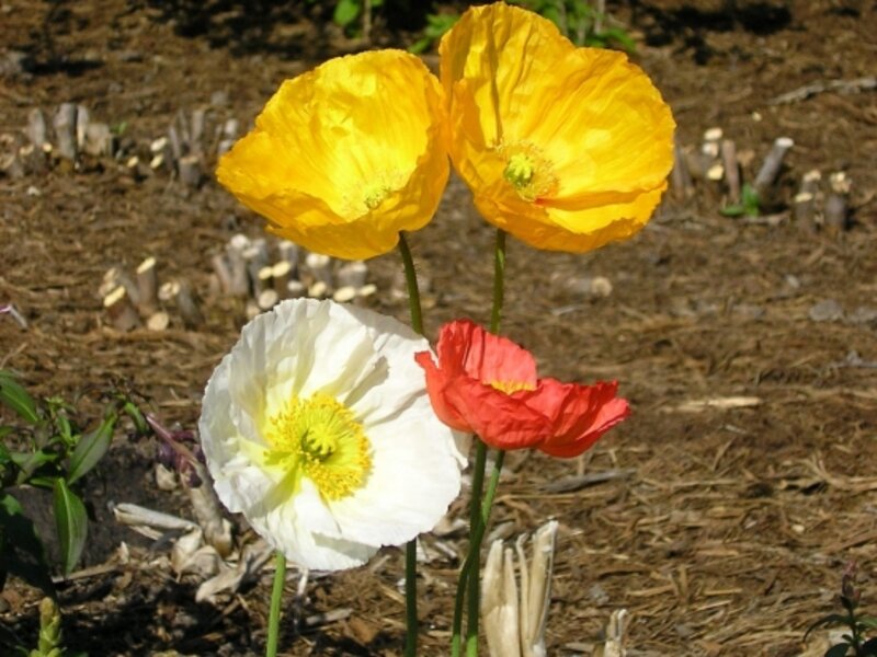 Wild flowers