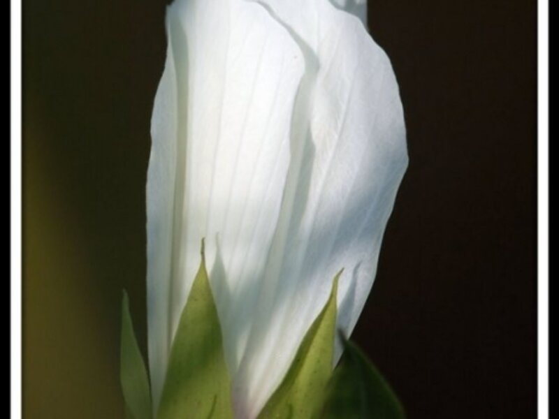 BEAUTY