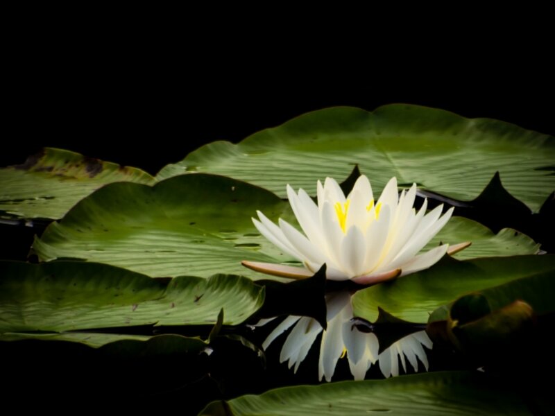 Water Lily