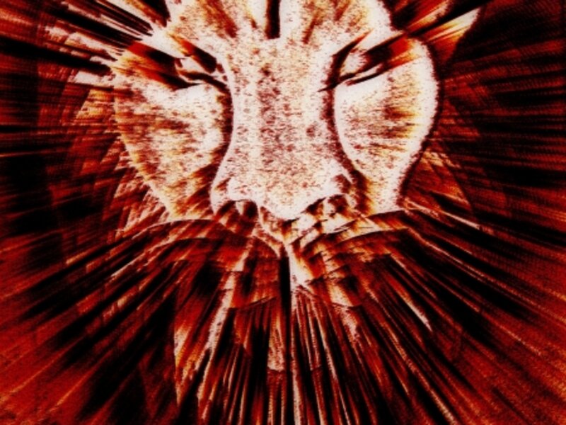 Lion Head