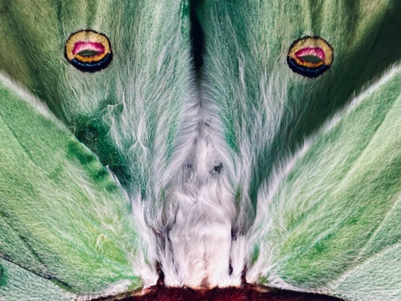 "Luna" - photo of Luna Moth, August, 2024.