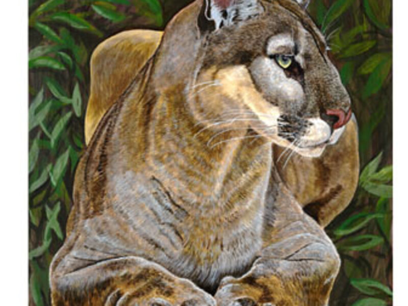 Florida panther