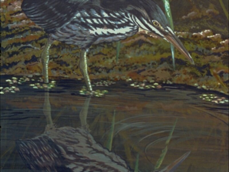 Greenback heron