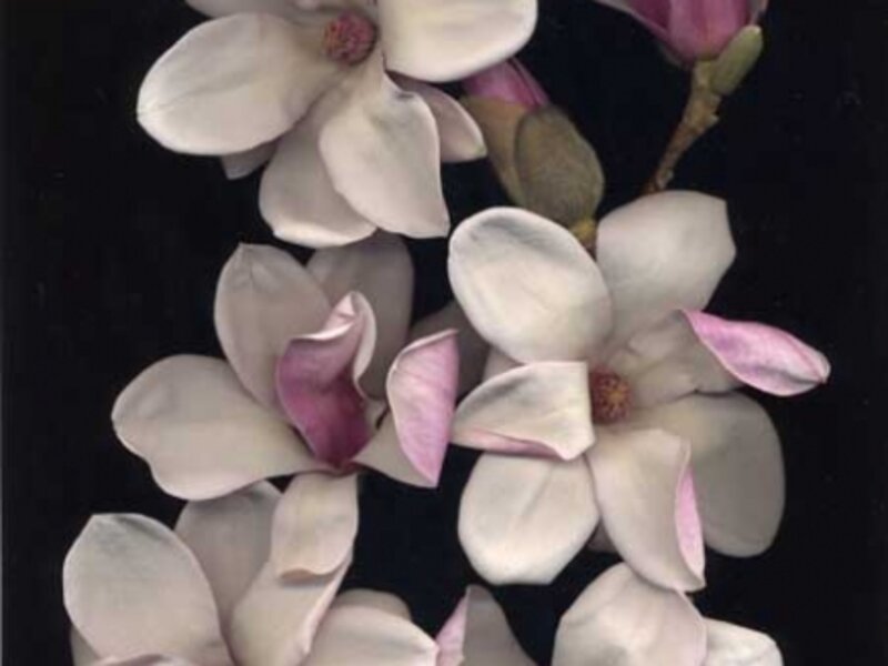 Magnolia Blossoms