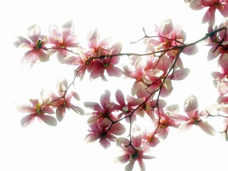 Magnolia Blossoms, by Neil Lewis Willens
