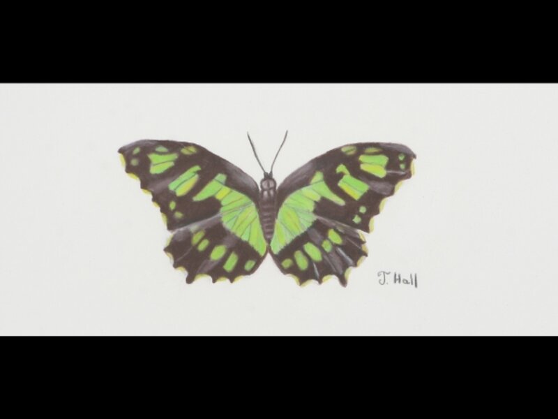 Malachite Butterfly