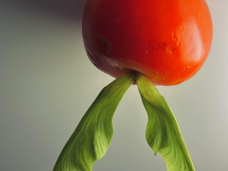Photo of maple leaf and tomato, April 2, 2025. 