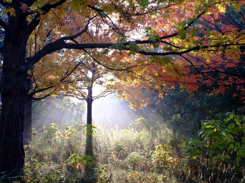 The morning sunlight streaming through morning mist during peak fall colors.