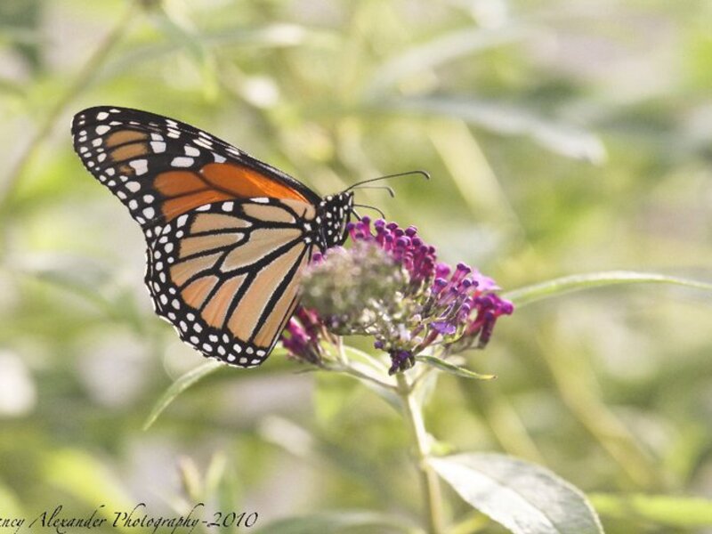 Monarch-2010