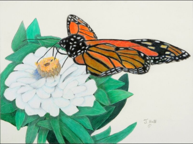 Monarch Butterfly on Flower